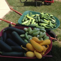 Community Garden Produce